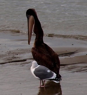 [Brown pelican has swallowed the shells. The bill is empty and several bumps are visible in its long neck. The gull is staring at pelican.]